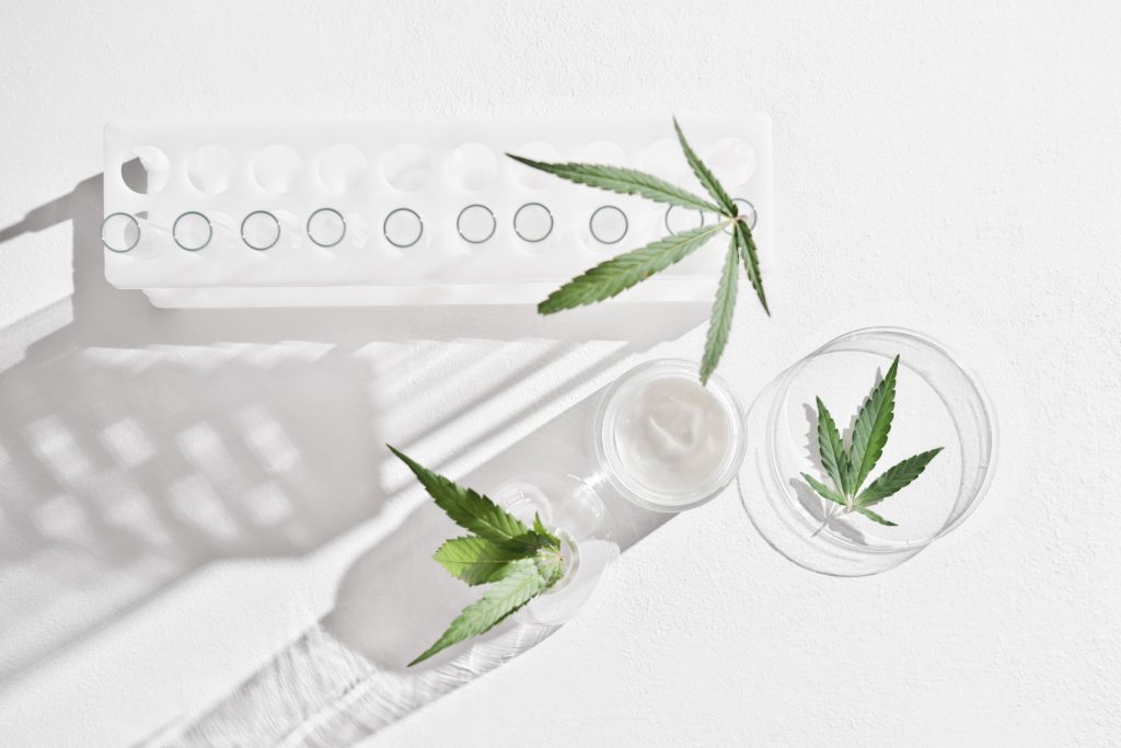 cannabis face cream and hemp leaves in laboratory . petri dishes and glassware on lab table. dermatology concept, alternative treatment. top view.