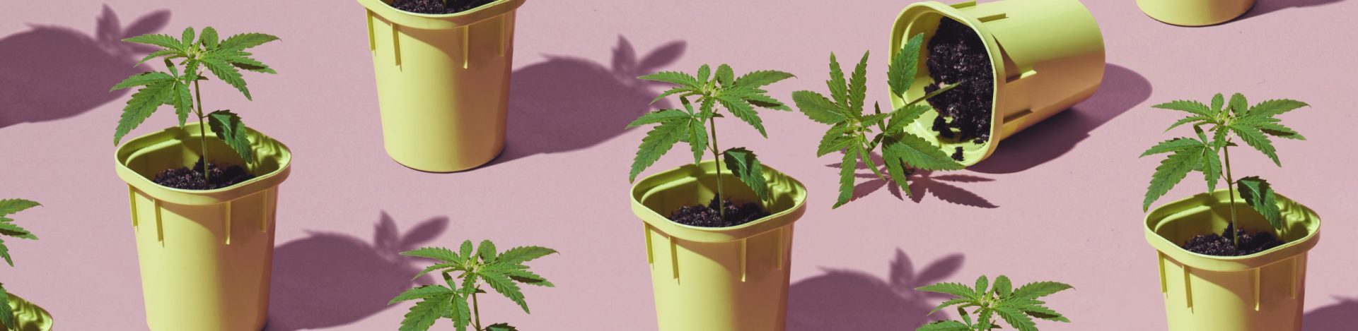 trendy-patter-of-young-cannabis-hemp-bushes-in-pot