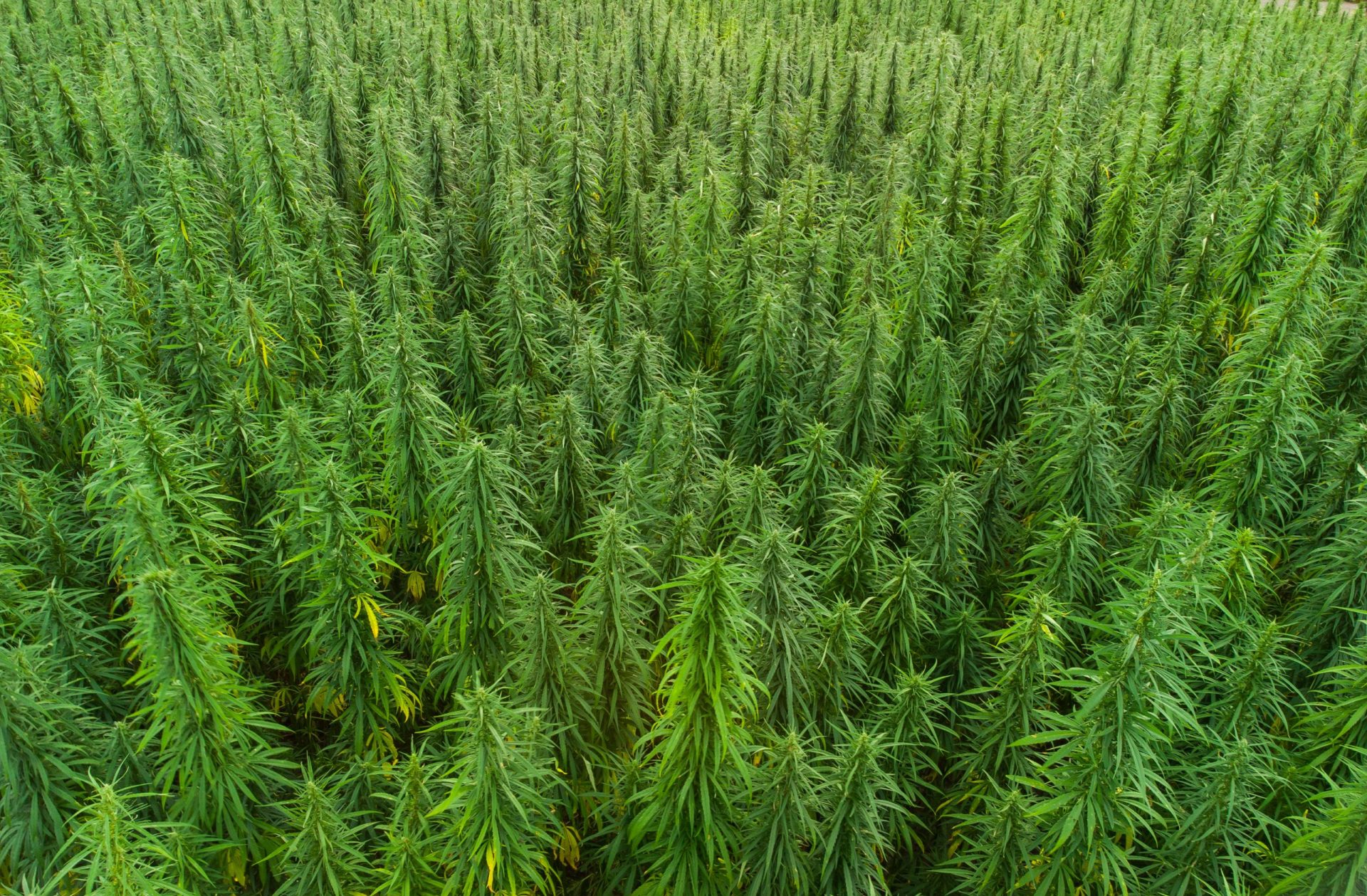 aerial view of large cannabis marijuana fields at sunset